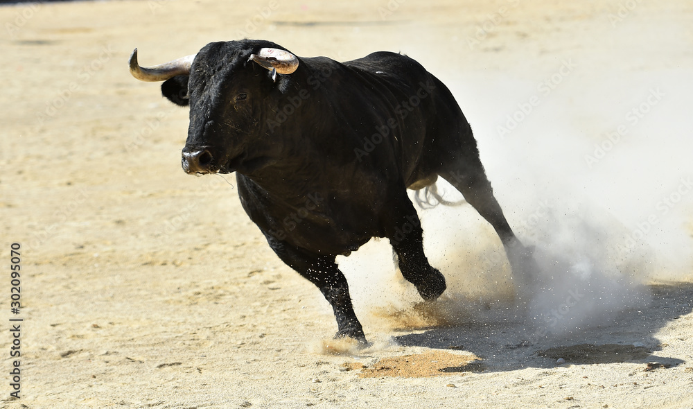 toro negro español con grandes cuernos toro negro español con grandes cuernos