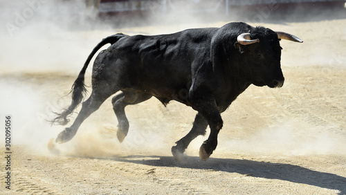 toro negro español en un festejo popular