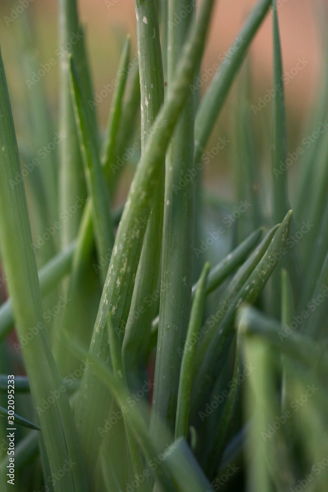 Obraz premium Cebolinha