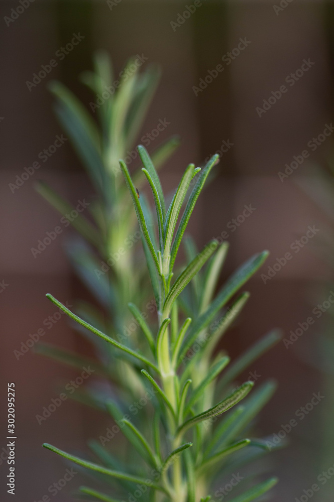 Fototapeta premium Alecrim