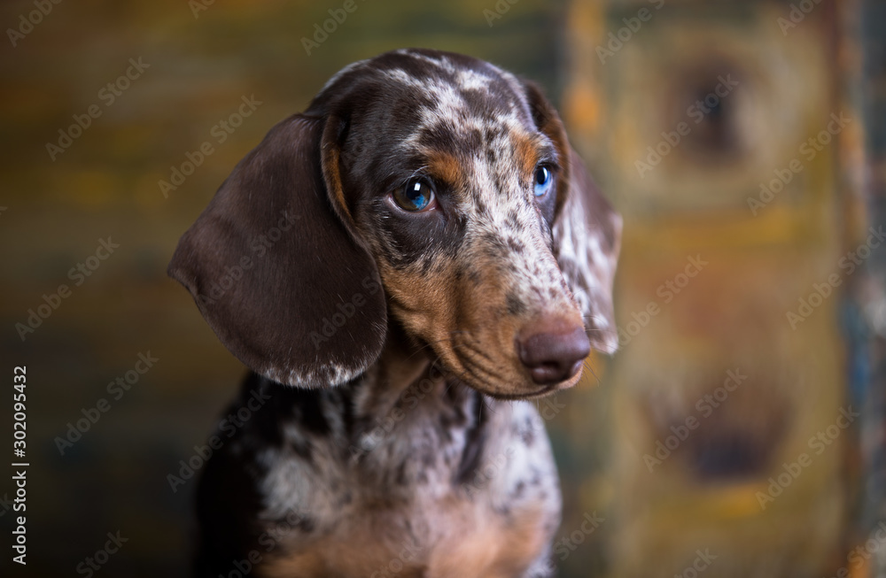 Dachshund dog portrait merle colors Stock Adobe Stock