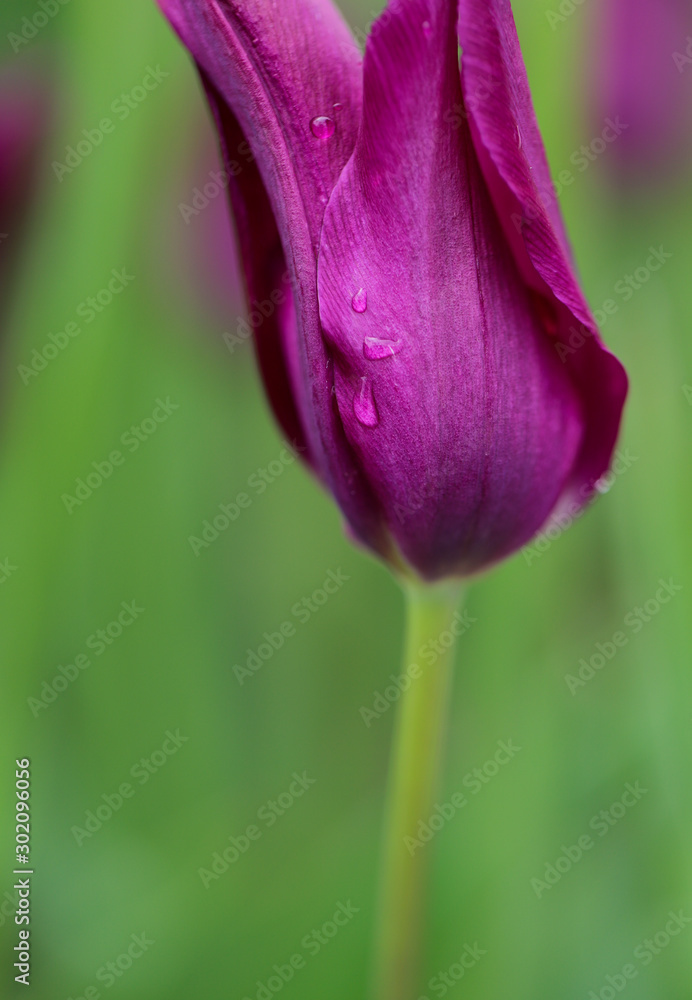 Purple spring lily flowering tulip with raindrops on the glistening petal. Purple spring lily flowering tulip with raindrops on the glistening petal.