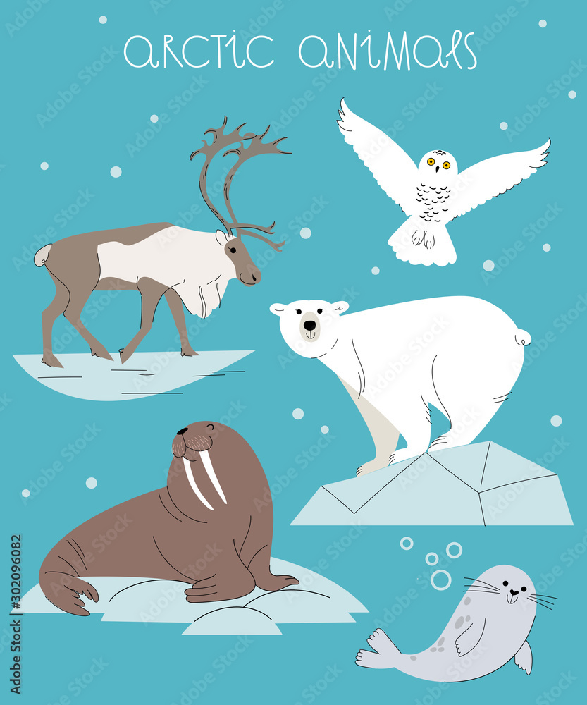 Arctic Animal Vector Set. Cute Cartoon Illustration of polar bear, walrus,  reindeer, seal and snowy owl. Stock Vector | Adobe Stock