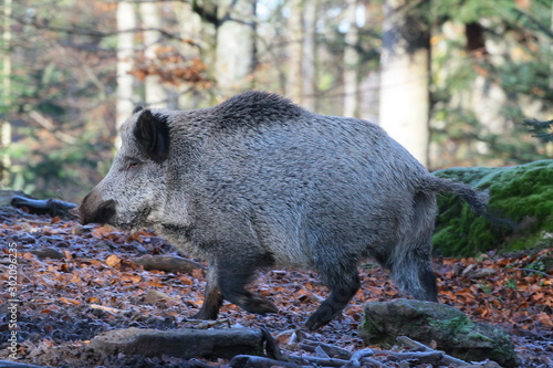 wildschwein photo