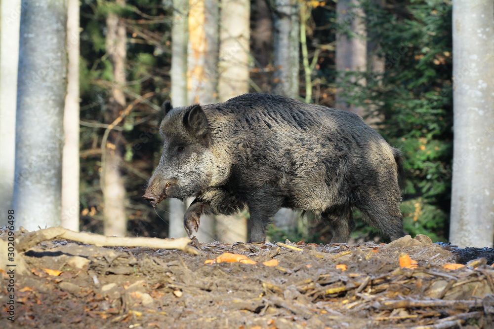 wildschwein