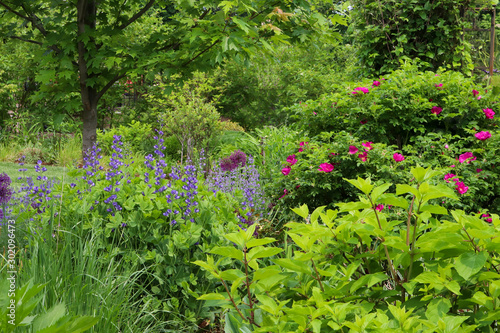 Monet envisioned garden in early summer, shrub roses and indigo blue baptista photo