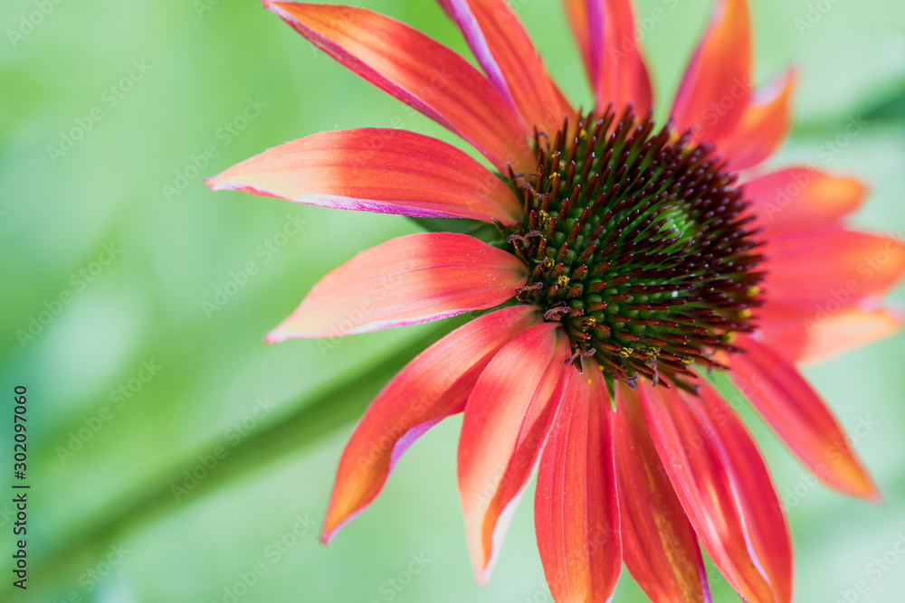 Beautiful coral coneflower on a pale green blurred background Beautiful coral coneflower on a pale green blurred background