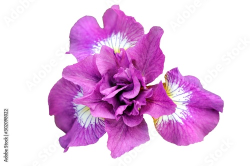 Purple Iris flower isolated on white background