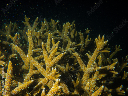 Bild auf Leinwand Acropora coral spawning on Magnetic Island