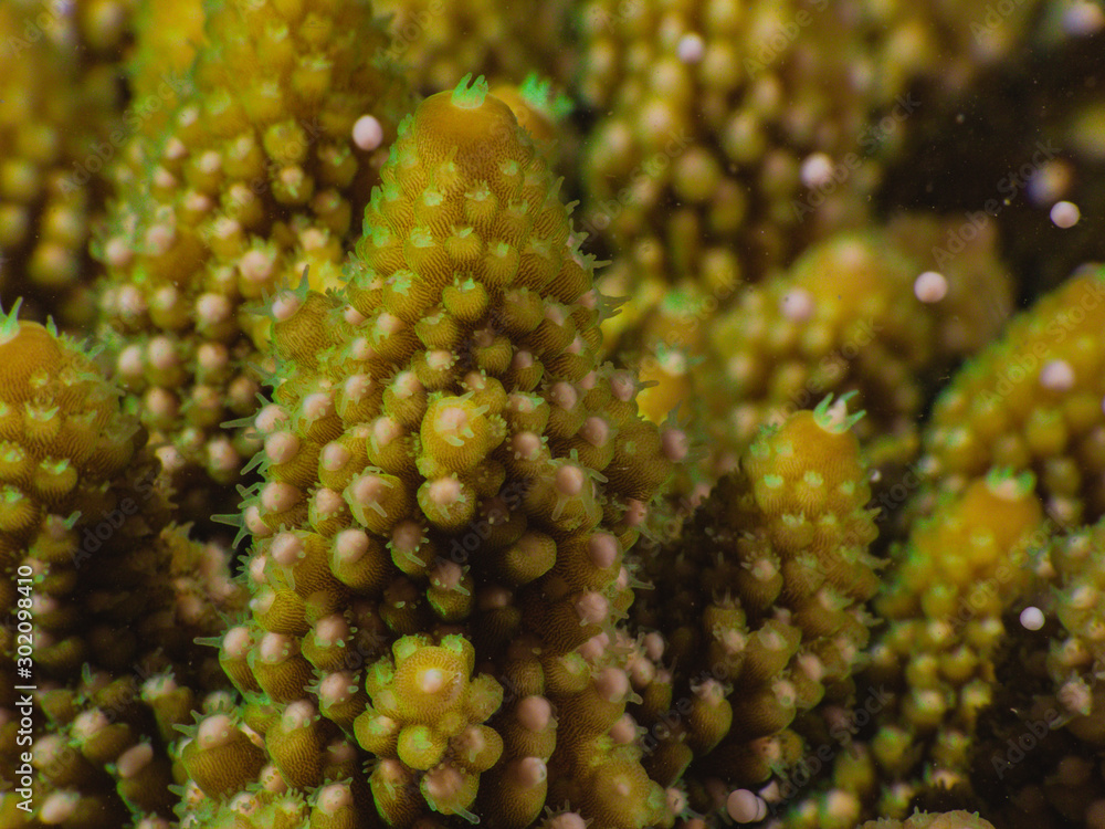 Fototapeta premium Acropora coral spawning on Magnetic Island