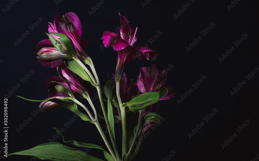 Obraz premium flowers on black background