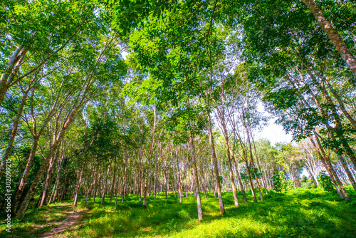 Para rubber tree forest with sun light