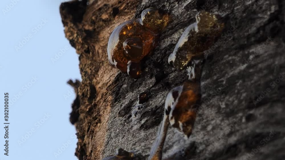 fresh resin comes out of the brown bark of a tree with camera slide ...