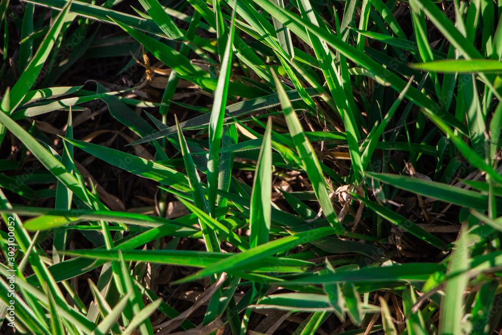Close view of the grass