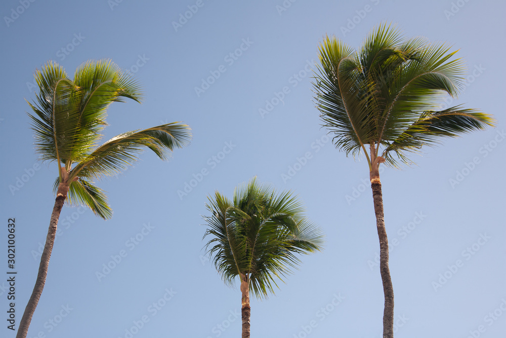 Obraz premium Dominican Republic Caribbean Coastline tropical beach