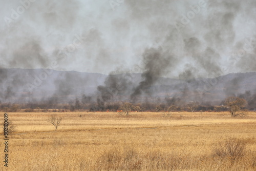 Wildfire in autumn meadow. Wild fire flame burning grass and trees in field. Natural disaster for wildlife. © Nick Kashenko