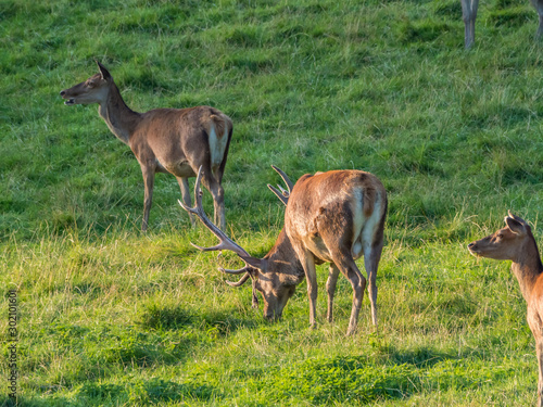 Fototapeta Naklejka Na Ścianę i Meble -  Perthshire / Szkocja - 25 sierpień 2019: Zwierzęta obok Zamku Blair w sierpniowy słoneczny dzień