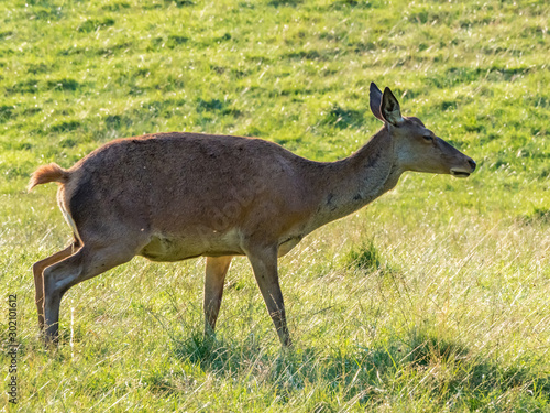 Fototapeta Naklejka Na Ścianę i Meble -  Perthshire / Szkocja - 25 sierpień 2019: Zwierzęta obok Zamku Blair w sierpniowy słoneczny dzień