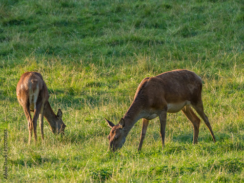 Perthshire   Szkocja - 25 sierpie   2019  Zwierz  ta obok Zamku Blair w sierpniowy s  oneczny dzie  