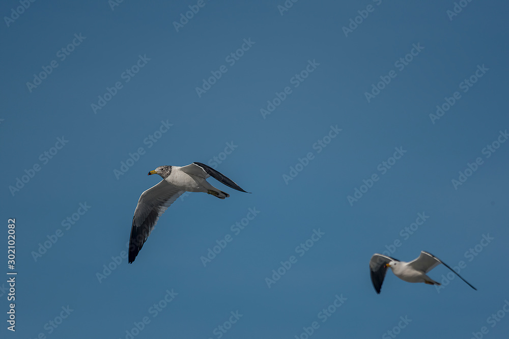 two seagulls flying in the sky two seagulls flying in the sky