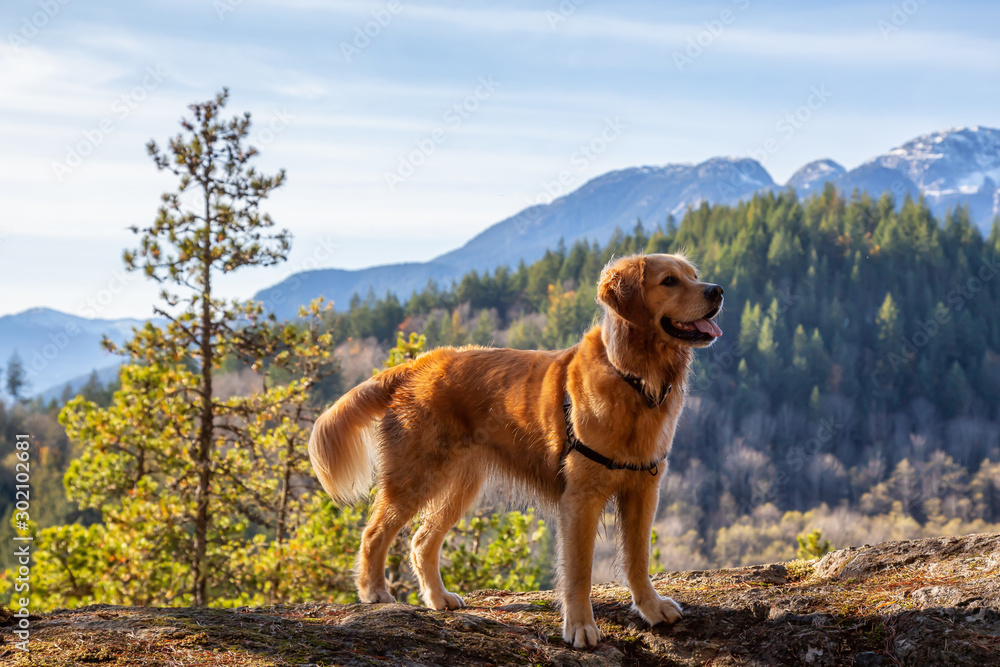 Golden Retriever sitting by a cliff with a beautiful Canadian Mountain Landscape in background during a sunny day. Taken in Squamish, North of Vancouver, British Columbia, Canada. Golden Retriever sitting by a cliff with a beautiful Canadian Mountain Landscape in background during a sunny day. Taken in Squamish, North of Vancouver, British Columbia, Canada.