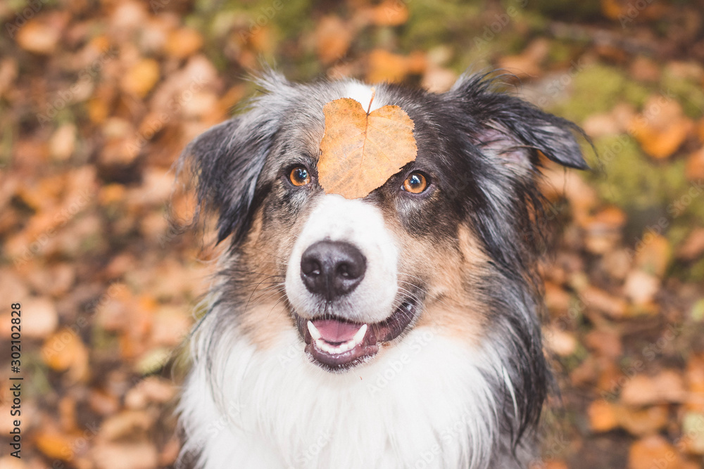 Dog smiling with autumn or fall leaves on his head