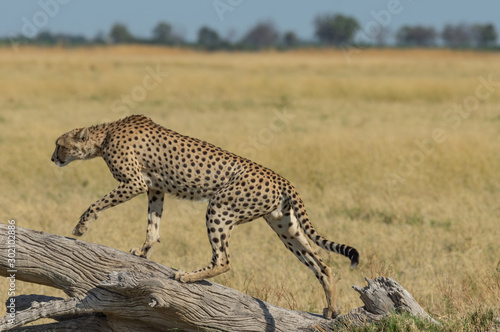 Cheetah brothers in Savuti Marsh within Chobe National Park  Botswana  Africa