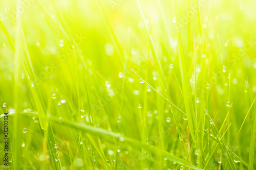 Fresh lush green grass on meadow with drops of water dew in morning light in spring summer outdoors close-up macro, panorama. Beautiful artistic image of purity and freshness of nature, copy space.