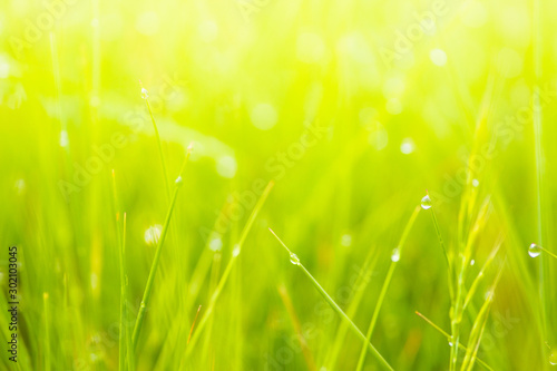 Fresh lush green grass on meadow with drops of water dew in morning light in spring summer outdoors close-up macro  panorama. Beautiful artistic image of purity and freshness of nature  copy space.