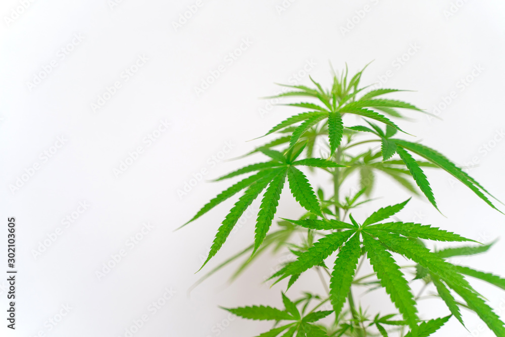 Cannabis commercial grow. It is a medicinal plant and is addictive. Cannabis commercial grow. It is a medicinal plant and is addictive.