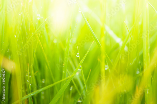 Fresh lush green grass on meadow with drops of water dew in morning light in spring summer outdoors close-up macro, panorama. Beautiful artistic image of purity and freshness of nature, copy space.