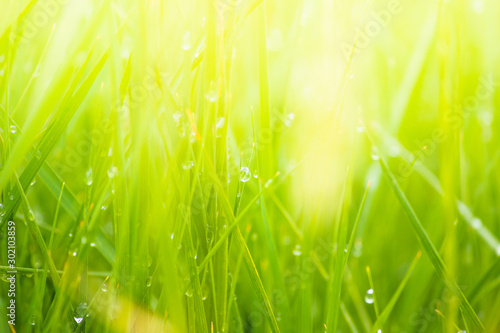 Fresh lush green grass on meadow with drops of water dew in morning light in spring summer outdoors close-up macro, panorama. Beautiful artistic image of purity and freshness of nature, copy space