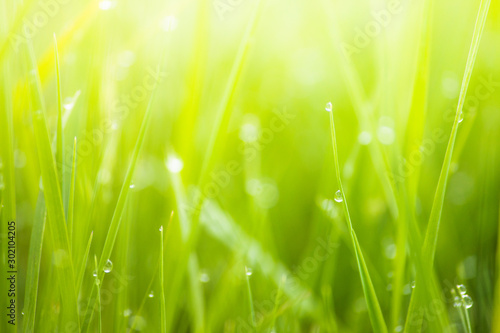 Fresh lush green grass on meadow with drops of water dew in morning light in spring summer outdoors close-up macro  panorama. Beautiful artistic image of purity and freshness of nature  copy space