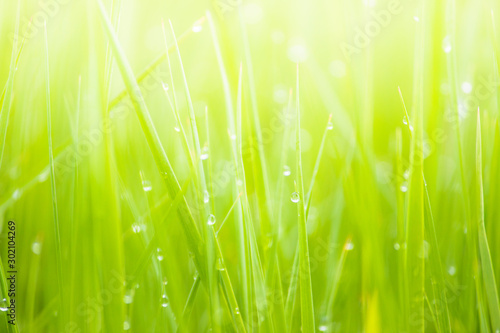 Green Grass With Dew Water Drops