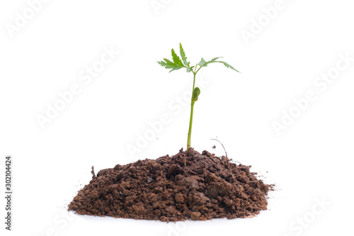 Green sprout growing out from soil isolated on white background