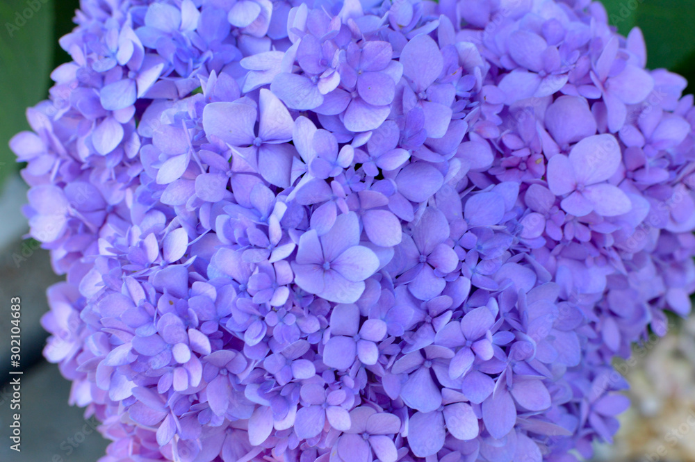 hydrangea hydrangea