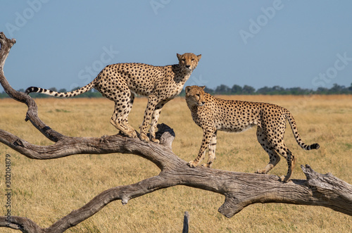 Cheetah brothers in Savuti Marsh within Chobe National Park, Botswana, Africa