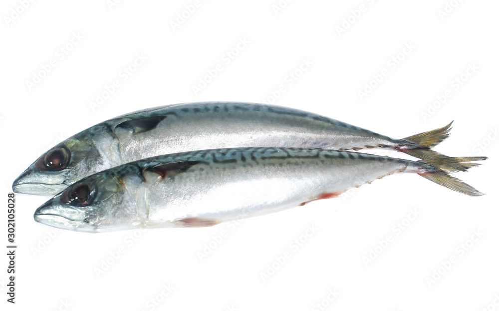 Fresh saba fish isolated on white background Fresh saba fish isolated on white background