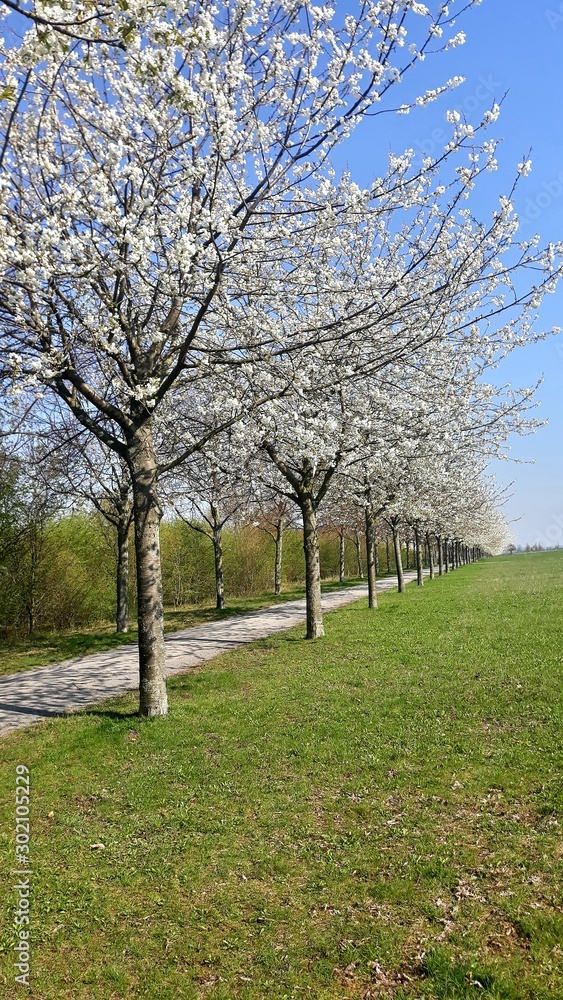 apple orchard in spring apple orchard in spring