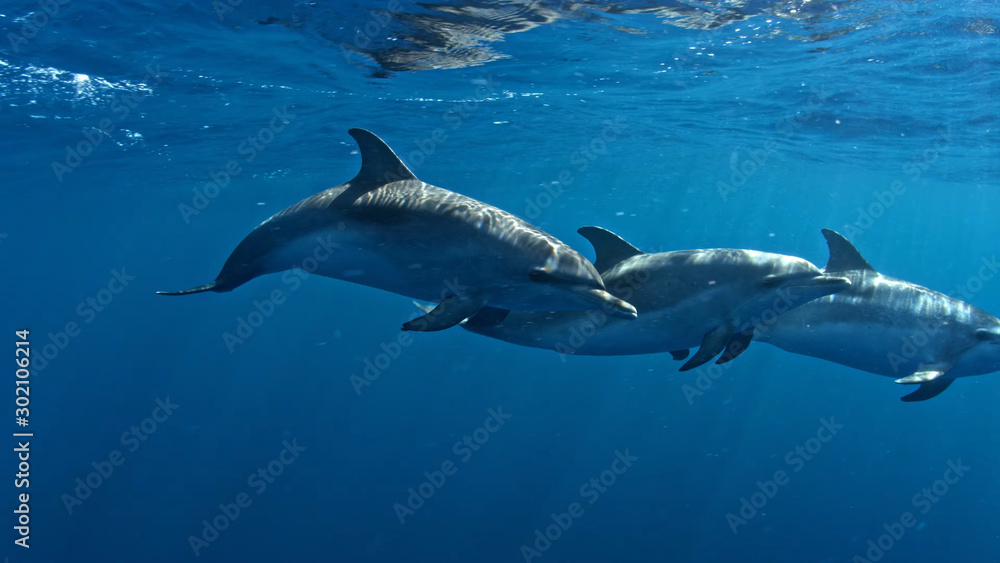 dolphins in sea