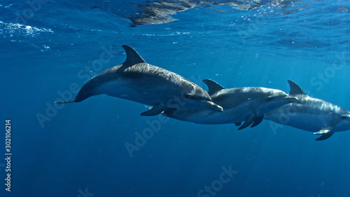 dolphins in sea © А Васильев