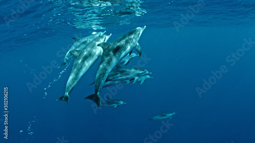 sharks in the sea © А Васильев