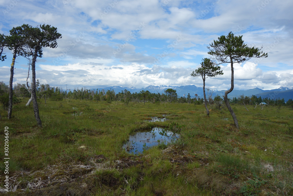 landscape with trees and clouds and pond in alaska