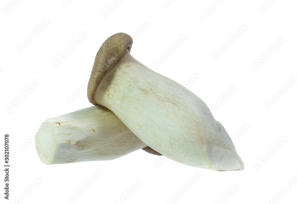 Fototapeta premium King Oyster mushrooms isolated on white background