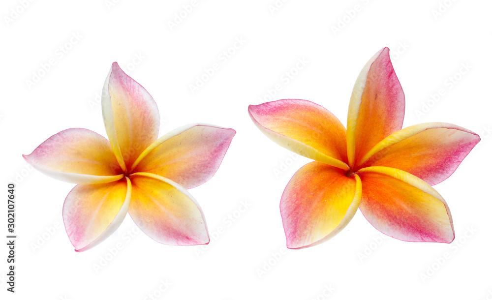 Frangipani, Pumeria, Frangipanni, isolated on white background