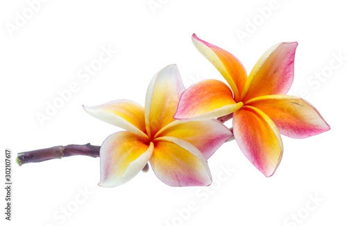 Wallpaper Mural Frangipani, Pumeria, Frangipanni, isolated on white background Torontodigital.ca