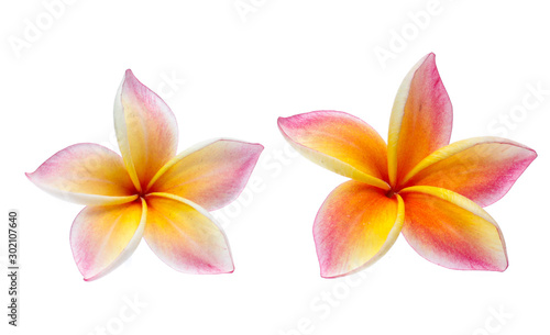 Frangipani, Pumeria, Frangipanni, isolated on white background