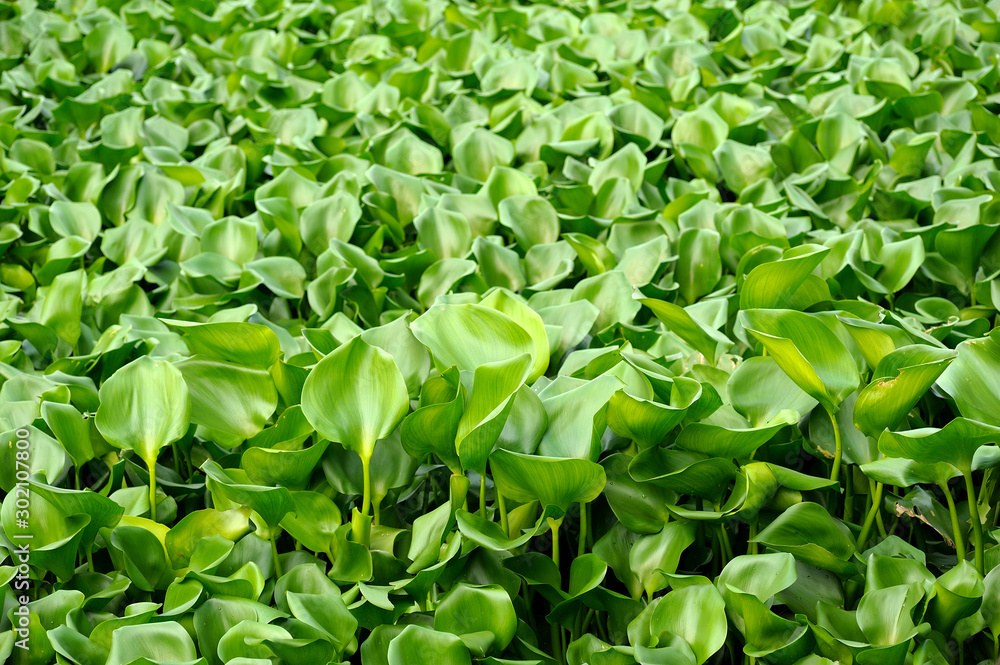 water hyacinth, green plant in river, unwanted flora water hyacinth, green plant in river, unwanted flora