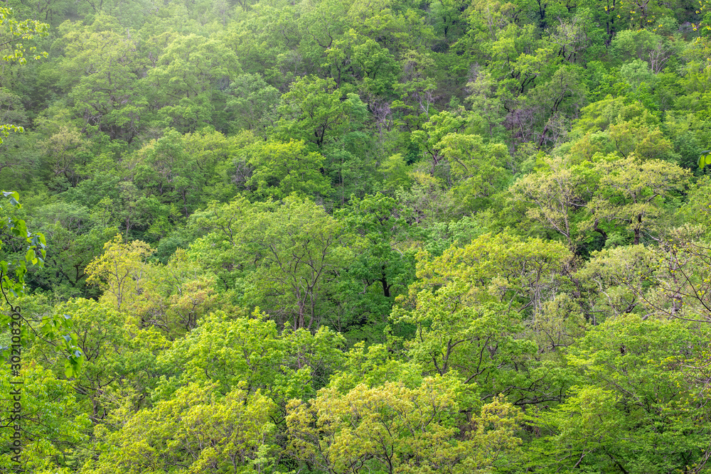 Thick green forest on the hillside. Spring colors in the mountain forest.