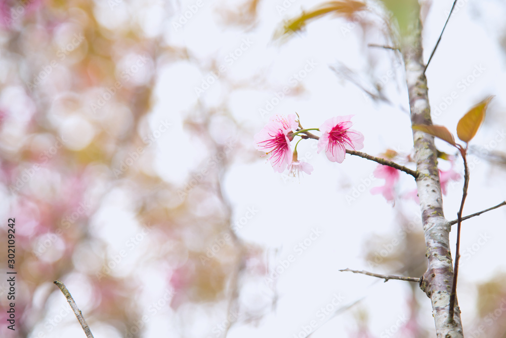 Beautiful cherry blossom or sakura in spring time over sky Beautiful cherry blossom or sakura in spring time over sky